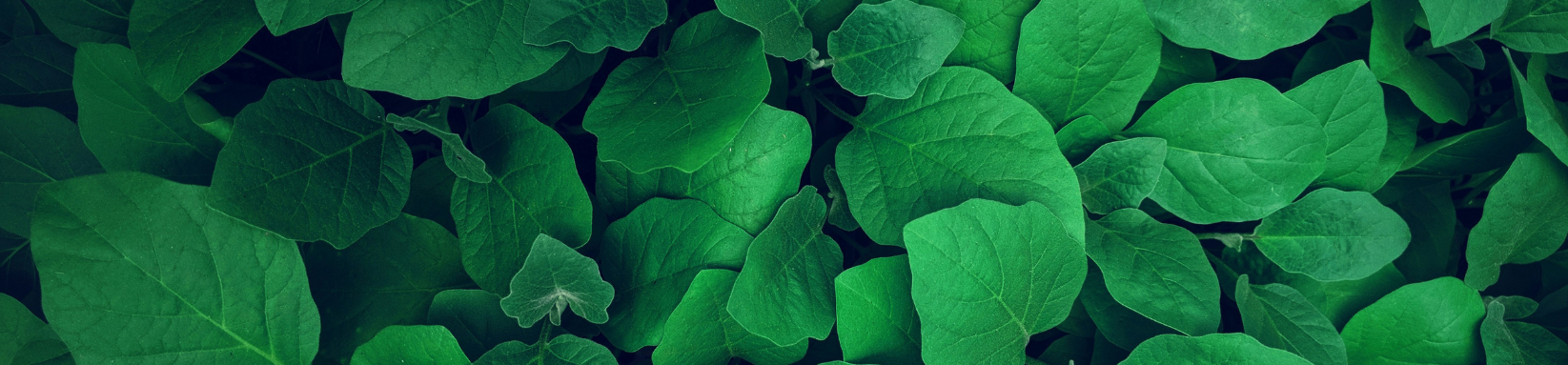 Corporate Social Responsibility – CSR